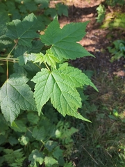 Acer spicatum
