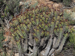 Euphorbia heptagona