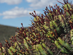 Euphorbia heptagona