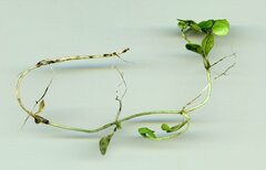 Callitriche stagnalis