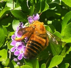 Xylocopa frontalis