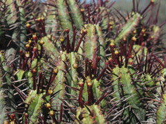 Euphorbia heptagona