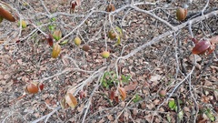 Hancornia speciosa