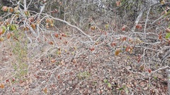 Hancornia speciosa