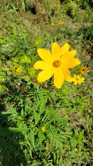 Bidens