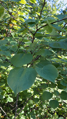 Cercis canadensis