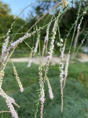 Tamarix ramosissima