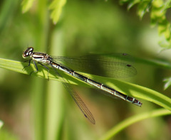 Coenagrion hastulatum