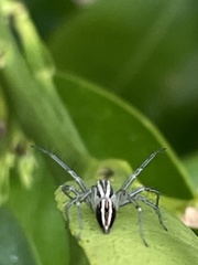 Oxyopes gracilipes