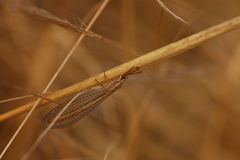 Macronemurus appendiculatus