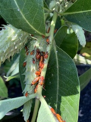 Oncopeltus fasciatus