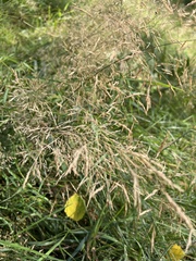 Agrostis gigantea