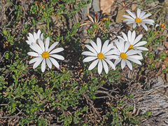 Dimorphotheca cuneata