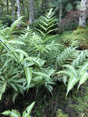 Pteris argyraea