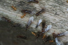 Lasius claviger
