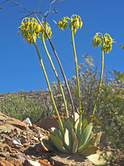 Cotyledon campanulata