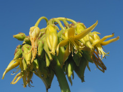 Cotyledon campanulata