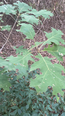 Quercus coccinea