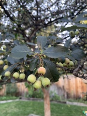 Crataegus crus-galli