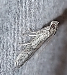 Homoeosoma electella