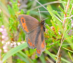 Erebia pronoe