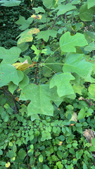 Liriodendron tulipifera
