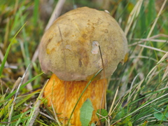 Suillellus luridus