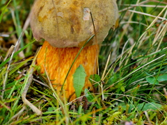 Suillellus luridus