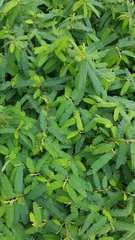 Vachellia campechiana