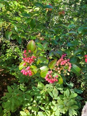 Viburnum