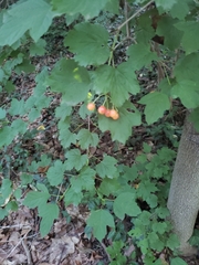 Viburnum opulus