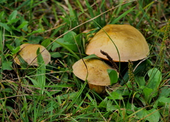 Suillellus luridus