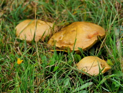 Suillellus luridus