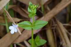 Torenia anagallis