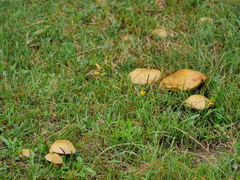 Suillellus luridus