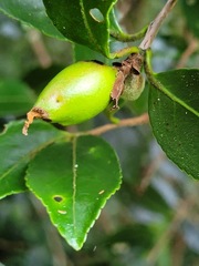 Camellia brevistyla