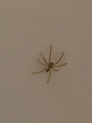 Zoropsis spinimana