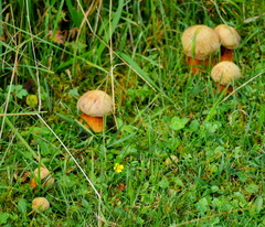 Suillellus luridus