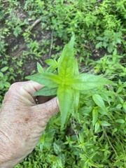 Anisacanthus