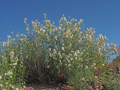 Nemesia fruticans