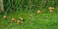 Suillellus luridus