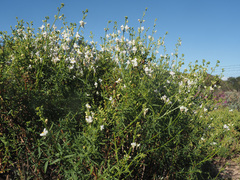 Nemesia fruticans