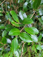 Camellia brevistyla