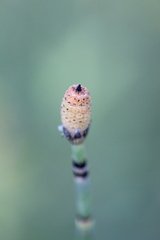 Equisetum hyemale
