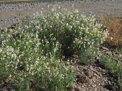 Nemesia fruticans
