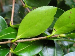 Camellia brevistyla
