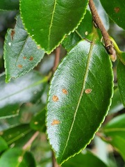 Camellia brevistyla