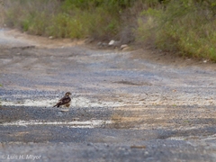 Buteo plagiatus