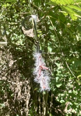 Apatelodes torrefacta