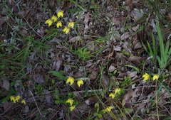 Caladenia flava flava
